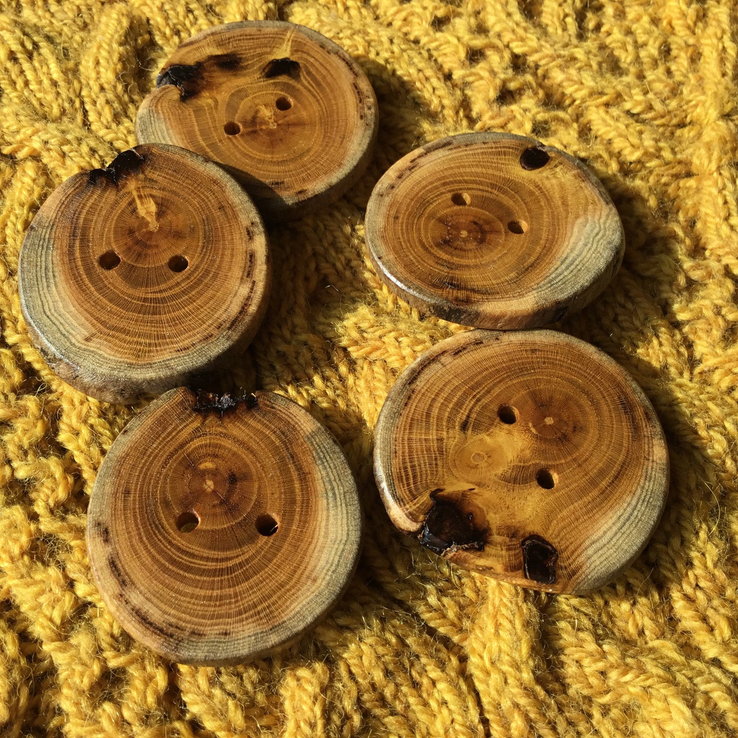 Polished Mulberry Wood Cross-section Buttons 1-3/4”