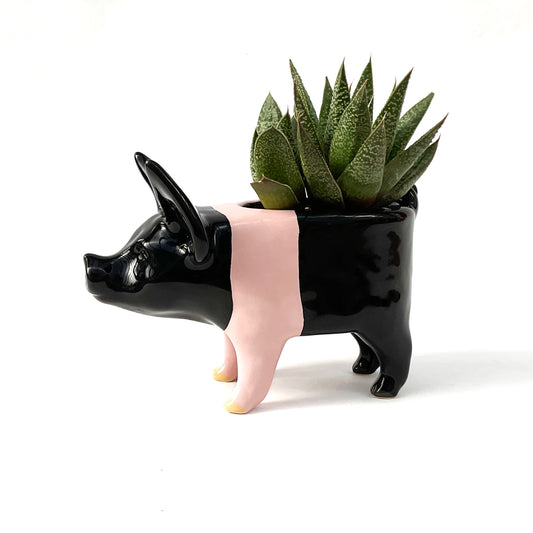 Hampshire Pig Pot - Ceramic Pig Planter
