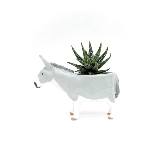 Miniature Mediterranean Donkey Planter
