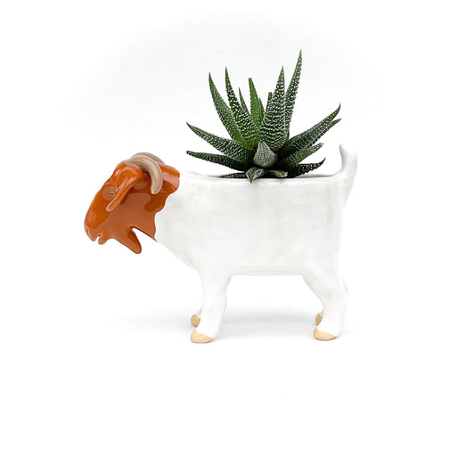 Australian Boer Goat Pot