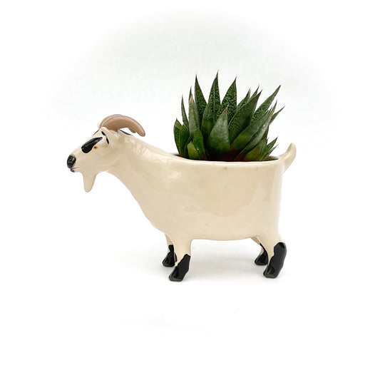 Black & Tan Pygmy Goat Pot