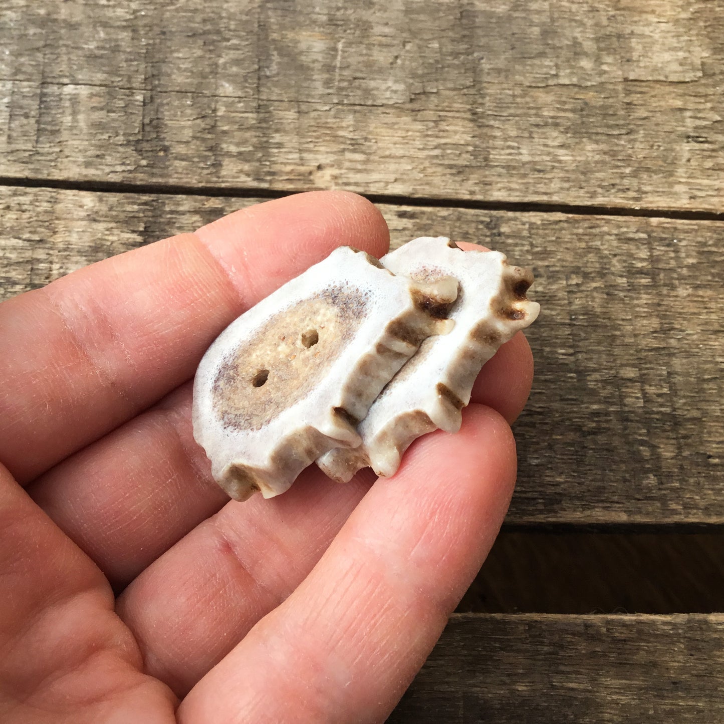 Deer Antler Shed Buttons  7/8" x 1-1/4" - 2 pack