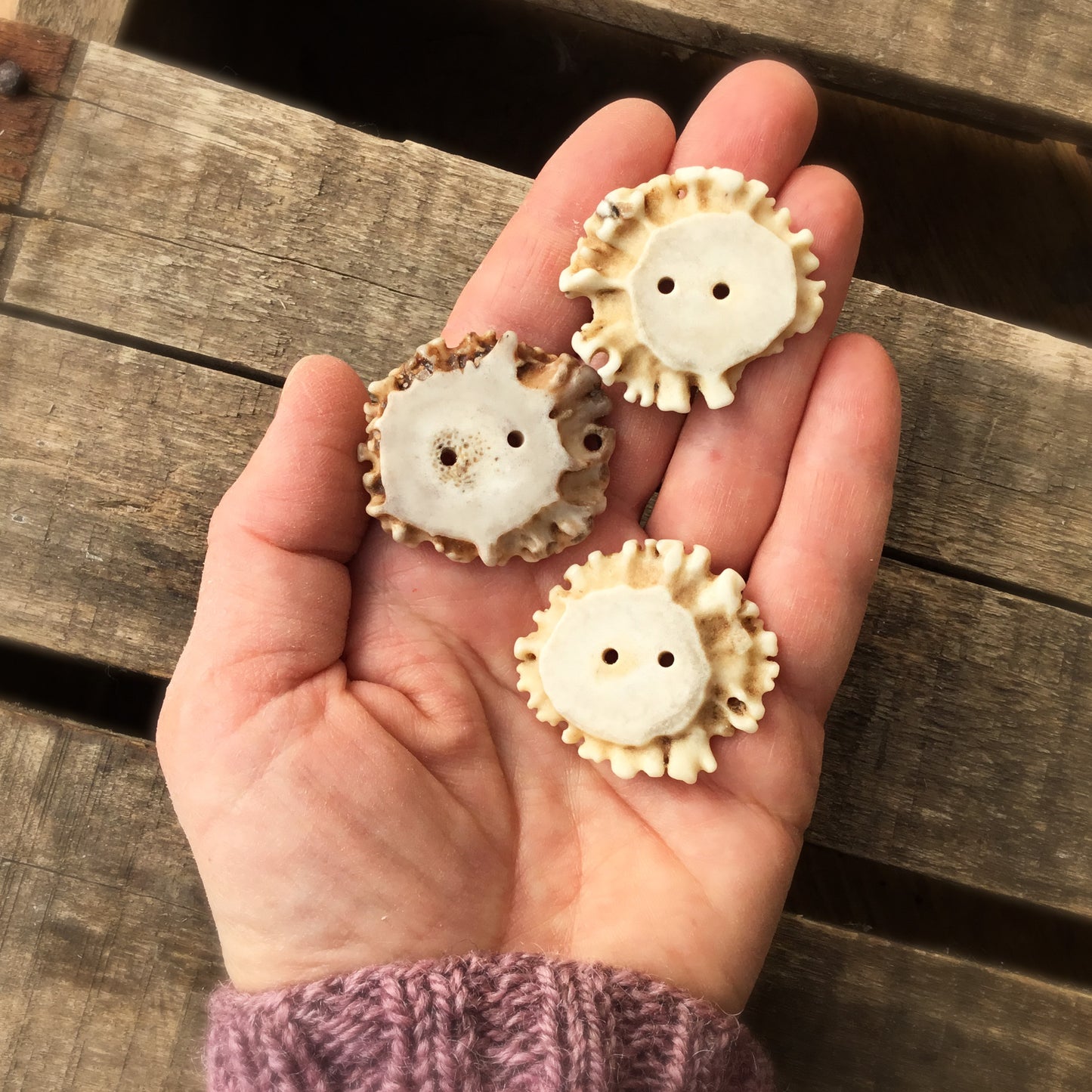 Large Deer Antler Shed Buttons  1-1/4" x 1-1/2"