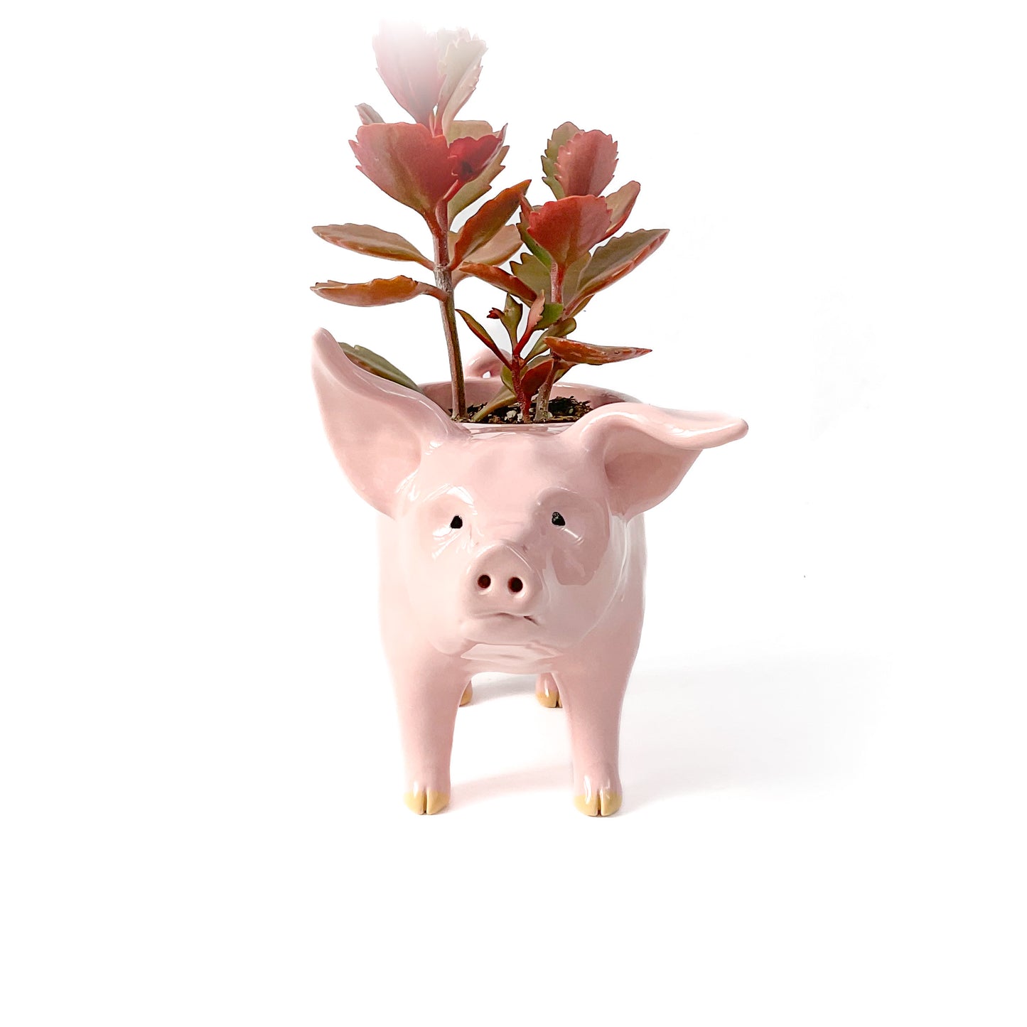 Pink Yorkshire Pig Pot