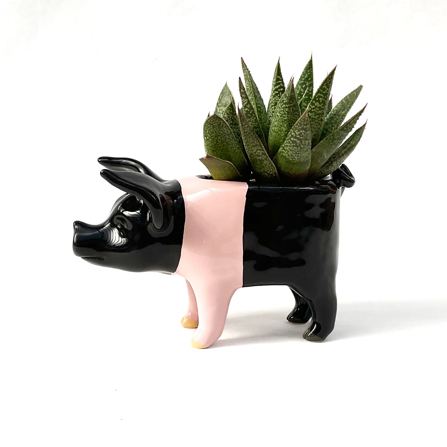 Hampshire Pig Pot - Ceramic Pig Planter