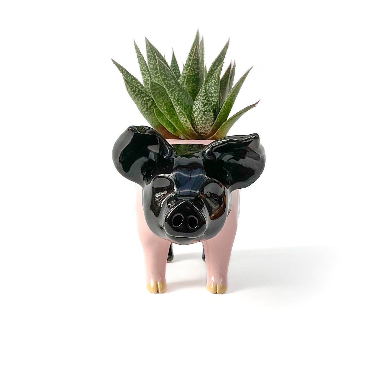 Hampshire Pig Pot - Ceramic Pig Planter