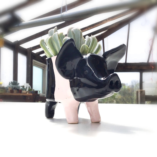 Hampshire Pig Pot - Ceramic Pig Planter