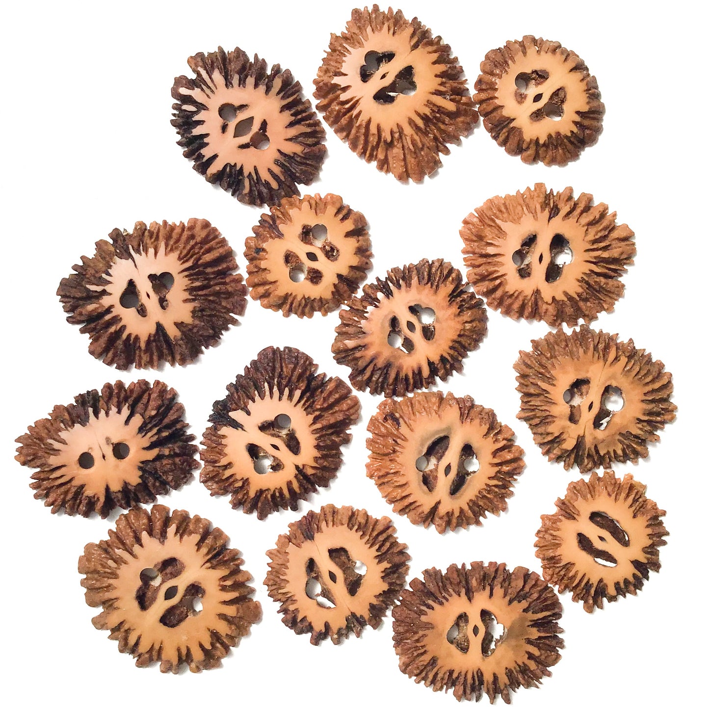 Black Walnut Shell Buttons - unique nut shell buttons