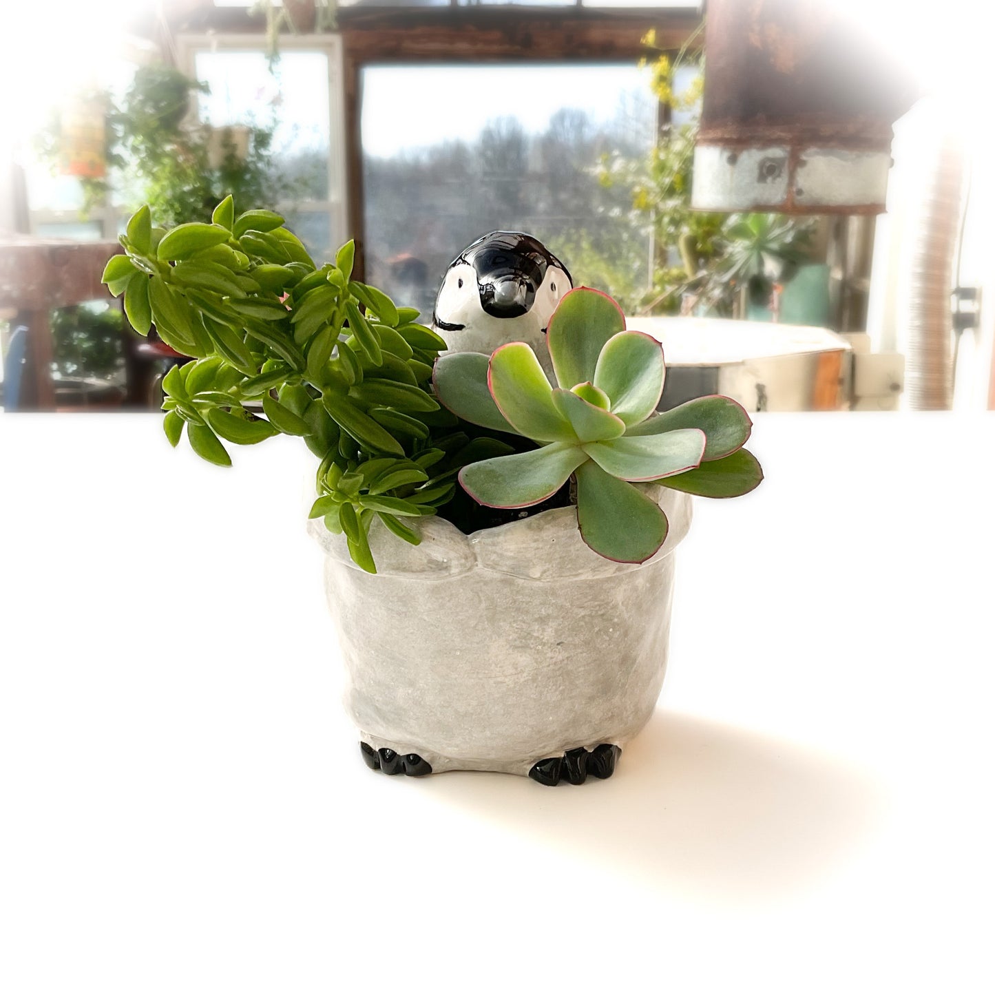 Baby Emperor Penguin Pot - Ceramic Penguin Planter