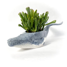 Load image into Gallery viewer, Humpback Whale Pot No.3 - Ceramic Whale Planter
