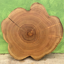 Load image into Gallery viewer, Black Locust Wood Cross Section - Live Edge Wood Slice - 14.5&quot;-16&quot; x 2.25&quot;