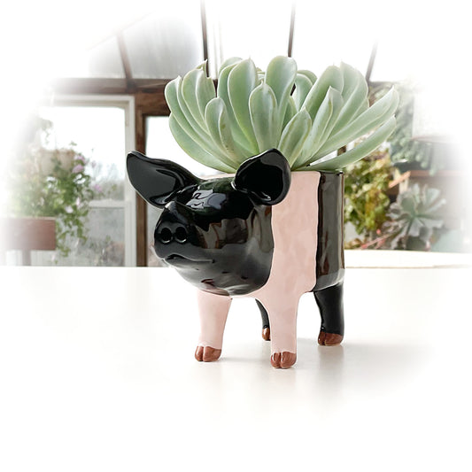 Hampshire Pig Pot No.2 - Ceramic Pig Planter