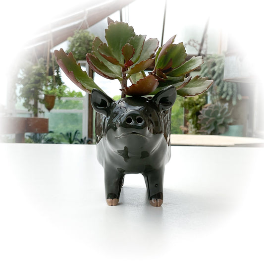 Vietnamese Pot-Bellied Pig Pot - Ceramic Pig Planter