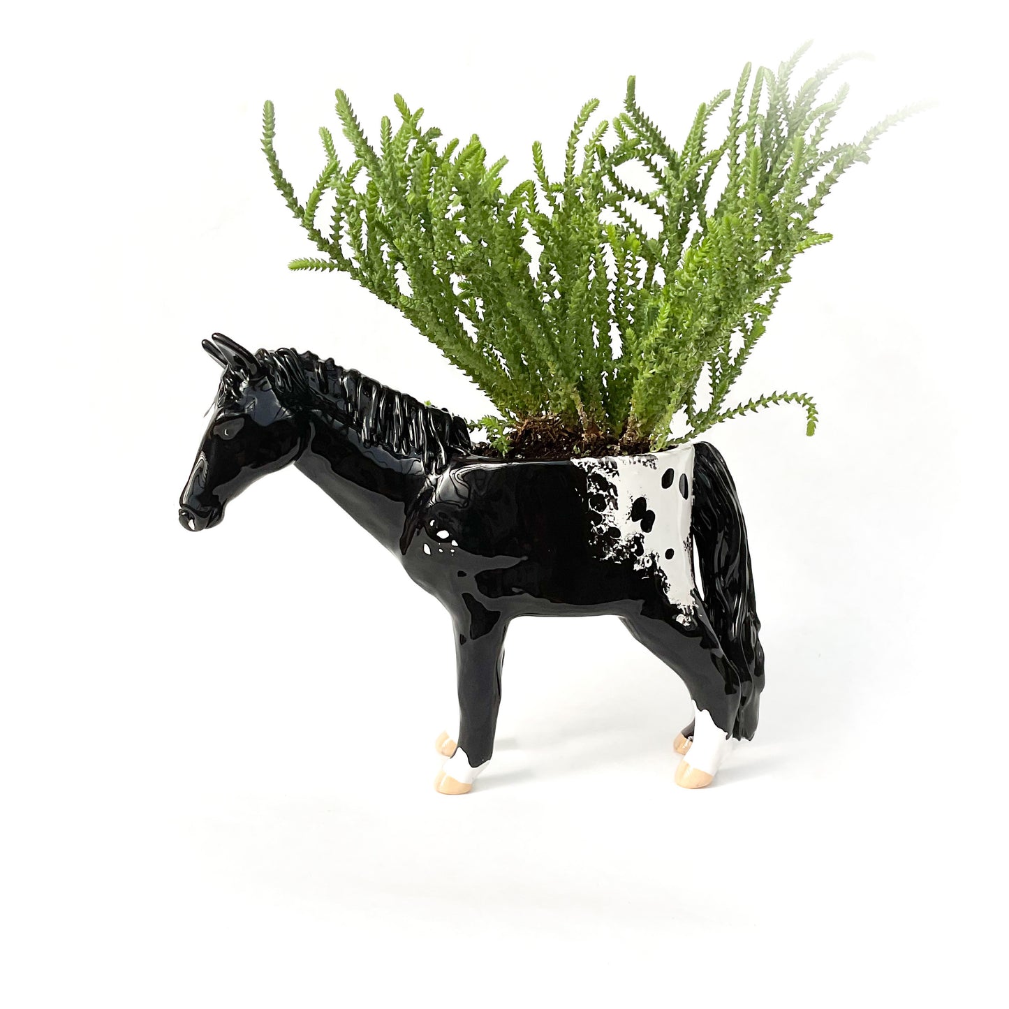 Appaloosa Horse Pot