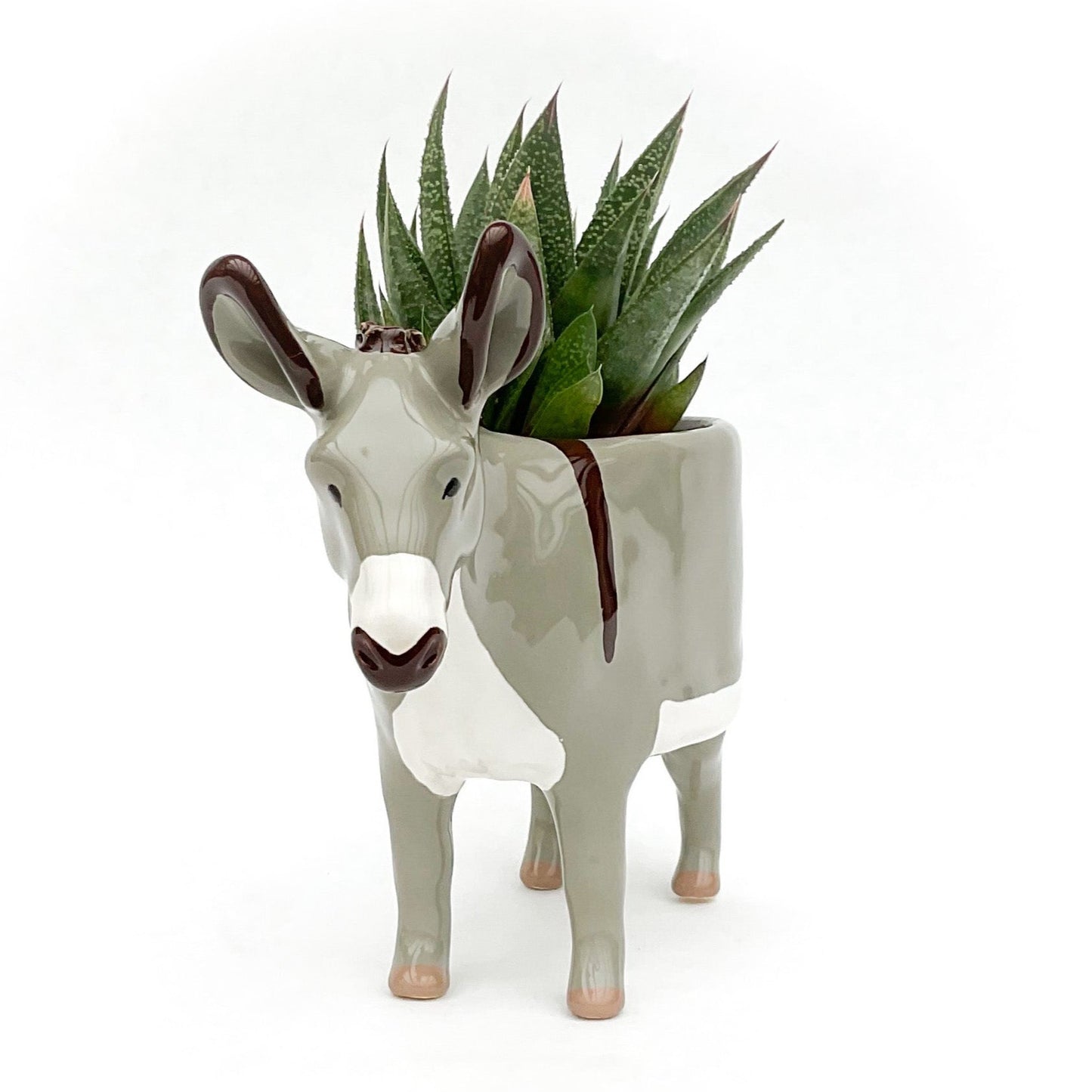 Miniature Mediterranean Donkey Pot