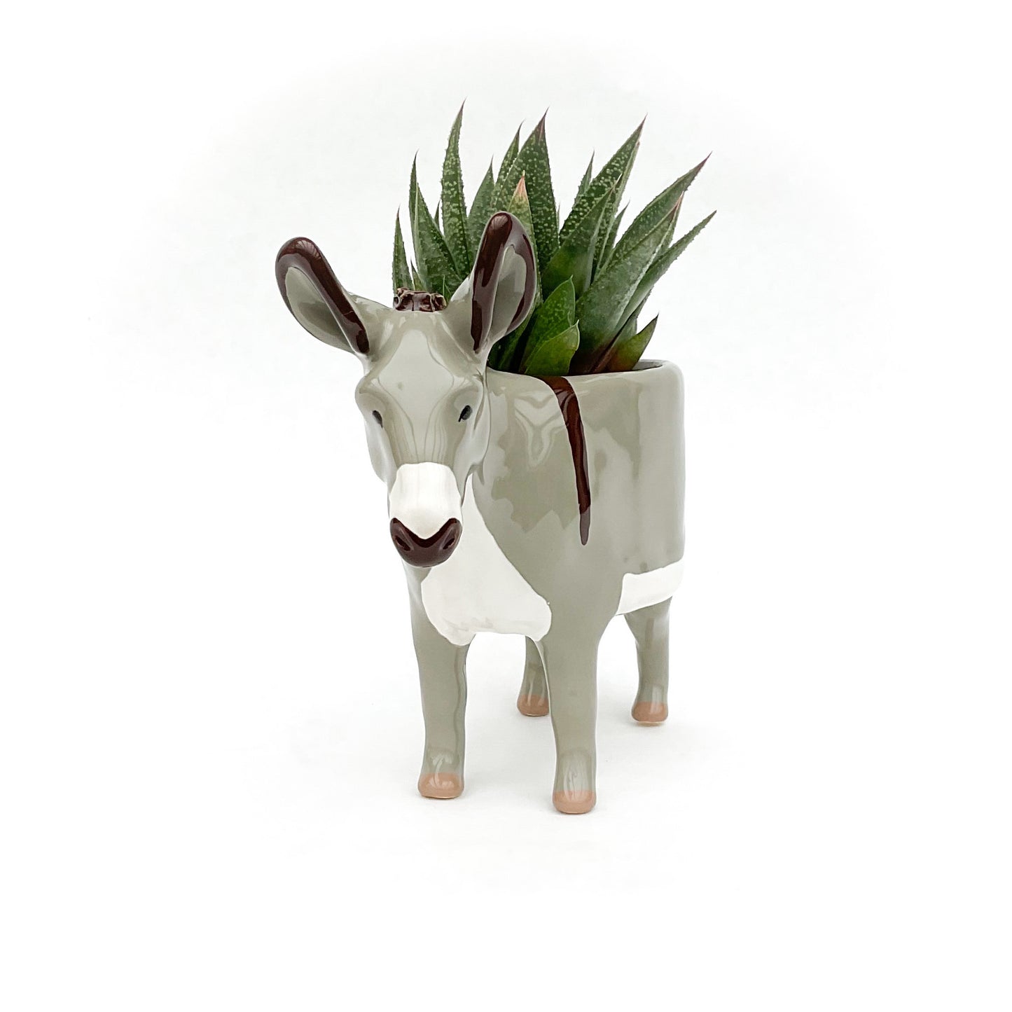 Miniature Mediterranean Donkey Pot