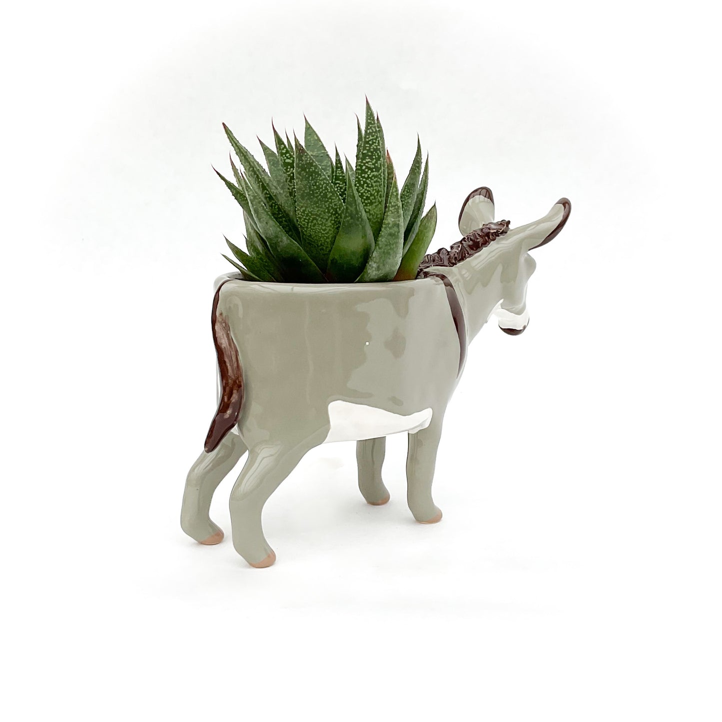 Miniature Mediterranean Donkey Pot